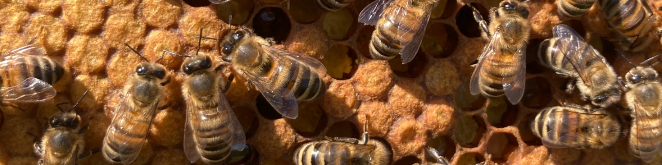 Abeilles sur un cadre de ruche